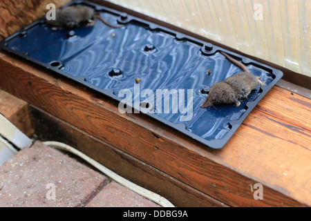 Un mouse in questo caso una megera bloccati su un glueboard trappola del mouse Foto Stock