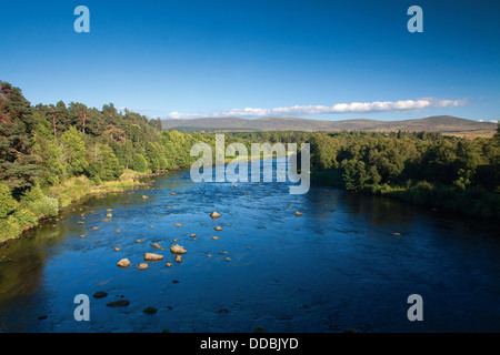 Il Fiume Spey vicino a Grantown-on-Spey, Cairngorm National Park, Highland Foto Stock