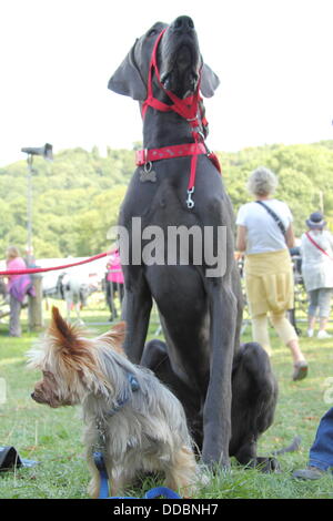 Derbyshire, Regno Unito. Il 30 agosto, 2013. 30 ago 2013. Visitatori canino, Ted ed ed incontrare a Chatsworth Country Fair. Più di 90.000 persone sono attesi alla fiera di oltre tre giorni (Ven 30Aug - Sun 1 sett) per una celebrazione della tradizionale British country pursuits e intrattenimento showground che è sparso su oltre 100 acri di parco e comprende più di 300 stand commerciali. Le attrazioni includono un fine food village, tradizionale fiera, JCB cercatori di ballo, il Royal cavallo Artiglieria e Kings truppa Credito: Deborah Vernon/Alamy Live News Foto Stock