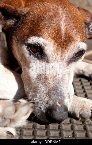 Un primo piano della testa di un triste guardando bianco marrone e grigio vecchio jack russell Foto Stock