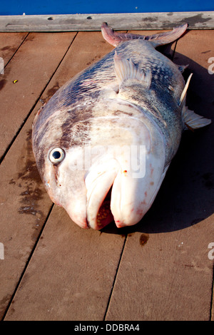 Una selezione di pesce fresco pescato ancora sporco e insanguinato su un ponte di legno Foto Stock