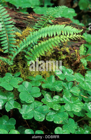 Western spada di felci (Polystichum munitum) & Oregon wood sorrel (Oxalis oregana) sulla crescita vecchio sentiero di cresta, Eugene BLM, Oregon Foto Stock