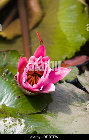 Una Libellula rossa luppolo su un fiore di loto Foto Stock