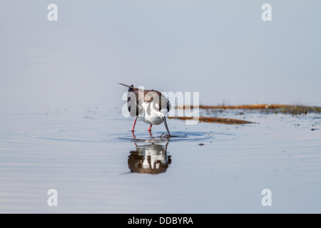 Nero-colli (Stilt Himantopus mexicanus) foto colorata con bill immersione in acqua blu alla ricerca di cibo. Riflesso perfetto Foto Stock