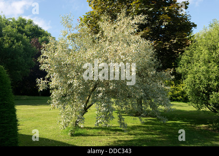 Il fogliame grigio di Elaeagnus angustifolia Quicksilver contrastando contro altri giardino arbusti e alberi Foto Stock