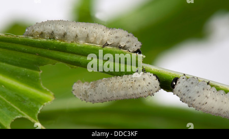 Salomone sawfly di tenuta, Phymatocera aterrima, larve sul danneggiato Salomone guarnizione della foglia, Polygonatum x hybridum Foto Stock