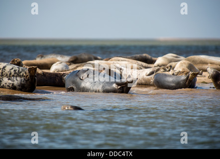 Grigio e guarnizioni comune crogiolarsi su Blakeney Point. Foto Stock