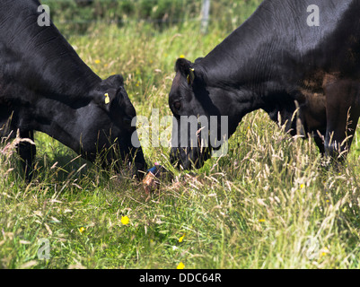 dh COWS UK due Aberdeen Angus crossbreed mucche lecca appena nata di vitello neonato Foto Stock