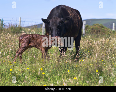 dh MUCCHE UK ANIMALI DA FATTORIA Aberdeen Angus crossbreed vacca ottenere vitello di nuova nascita per sostenere neonato in piedi Foto Stock