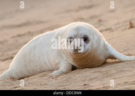 Guarnizione grigio [Halichoerus grypus] Pup. Dicembre. Norfolk. Tra Horsey Gap e Winterton dune. Regno Unito Foto Stock