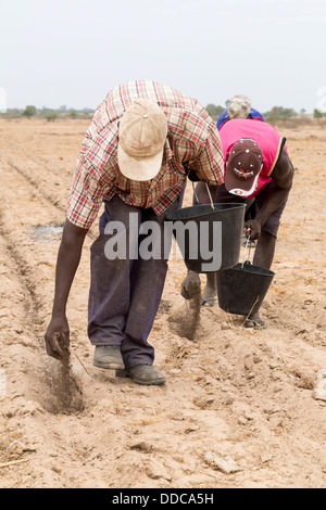 Il miglio di coltivazione. Diffusione di compost fertilizzante a mano il vecchio, back-piegatura, con impiego intensivo di manodopera. Kaolack, Senegal. Foto Stock