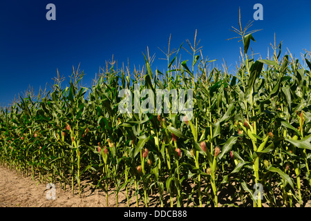 Il bordo di un campo di maturazione il mais dolce con un cielo blu Ontario Canada farm Foto Stock