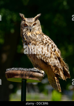 Grande gufo cornuto rapace appoggiato su un cavalletto in un campo ontario Foto Stock