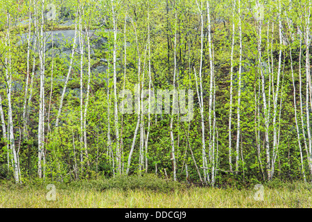 Un supporto di betulla in primavera, vivace, Ontario, Canada. Foto Stock