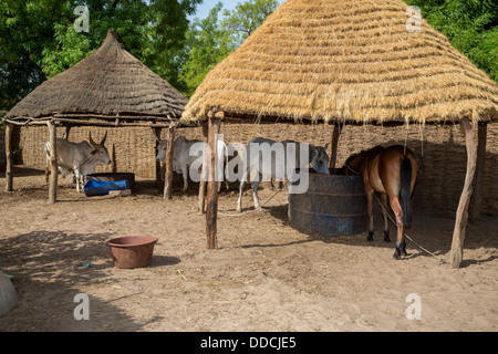 Un agricoltore Senegalese di capannoni allevamento di cavalli e bovini. Bijam, un Wolof Village, vicino a Kaolack, Senegal. Foto Stock