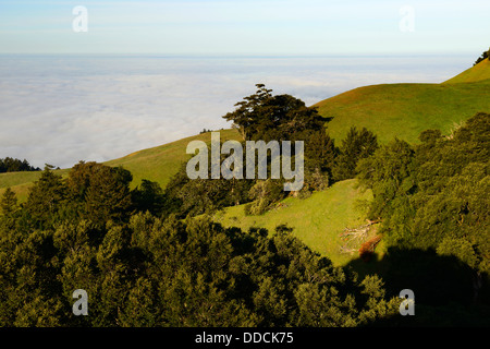 Nebbia fitta sindone avvolgenti oceano pacifico Monte Tamalpais stato parco Marin County in California Stati Uniti nebbia foggy Foto Stock