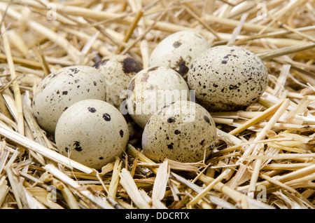 Alcune uova di quaglia si trovano nella paglia Foto Stock