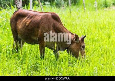 Brown cow eating in pascolo Foto Stock