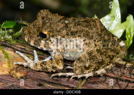 Grande comune capo-pioggia (rana Oreobates quixensis) Foto Stock