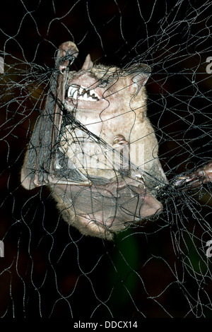 Frutta giamaicano Bat (Artibeus jamaicensis) catturati in una nebbia net per la ricerca biologica, Ecuador Foto Stock
