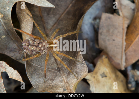 Si tratta di una femmina di lupo spider portando la sua giovane sulla sua schiena. Foto Stock