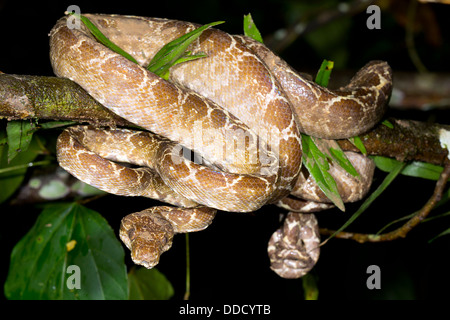 Amazon Tree Boa (Corallus hortulanus) nella foresta pluviale, Ecuador Foto Stock