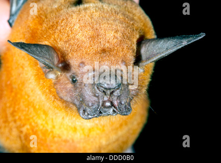 Maggiore la pesca Bat (Noctilio leporinus), Ecuador Foto Stock