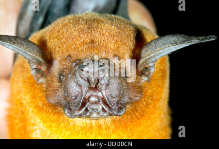 Maggiore la pesca Bat (Noctilio leporinus), Ecuador Foto Stock