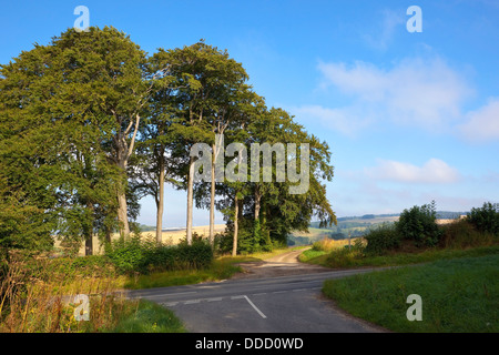 Un boschetto di matura faggi lungo il lato di una autostrada e bridleway nella paesaggistica Yorkshire wolds Inghilterra in tarda estate Foto Stock