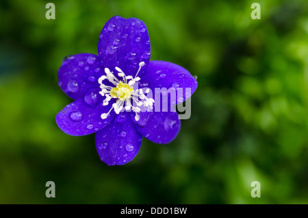 Primo piano di hepatica comune con gocce di rugiada. Foto Stock