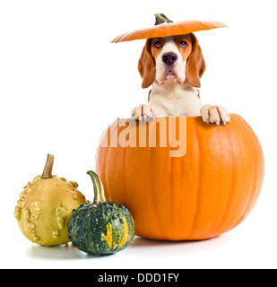 Beagle in zucca isolato su uno sfondo bianco Foto Stock