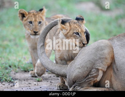 Lion cubs giocare con coda leonessa Foto Stock