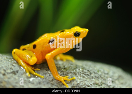 Un panamense rana dorata si trova arroccata su una roccia. Foto Stock