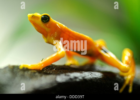 Un panamense rana dorata si trova arroccata su una roccia. Foto Stock