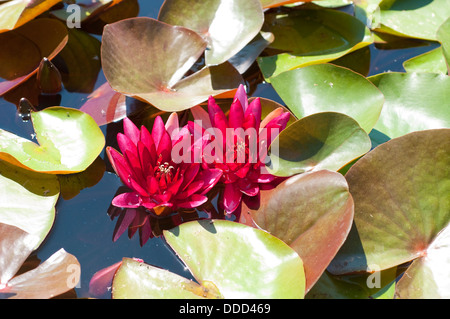 Ninfea Nymphaea 'Perry's Stella Rossa" Foto Stock