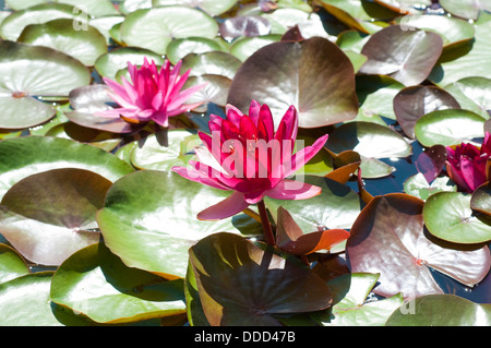 Ninfea Nymphaea 'Perry's Stella Rossa" Foto Stock