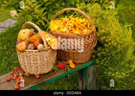 Due cesti con funghi sul banco di lavoro Foto Stock