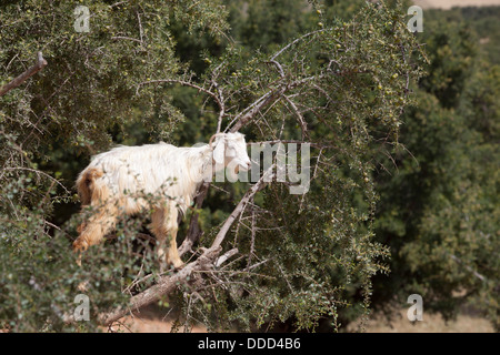 Caprini fino ad albero di Argan Foto Stock