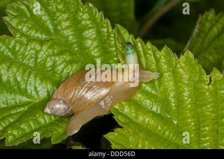 Lamber lumaca, ambersnail, verde-broodsac nastrati, Bernsteinschnecke, Succinea putris, Saugwurm, Leucochloridium paradoxum Foto Stock