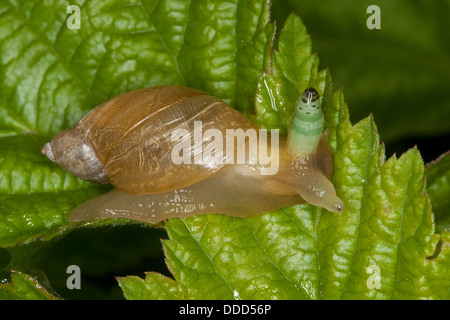 Lamber lumaca, ambersnail, verde-broodsac nastrati, Bernsteinschnecke, Succinea putris, Saugwurm, Leucochloridium paradoxum Foto Stock