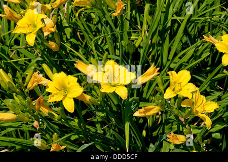 Hemerocallis "Flutter verde' fiori Foto Stock