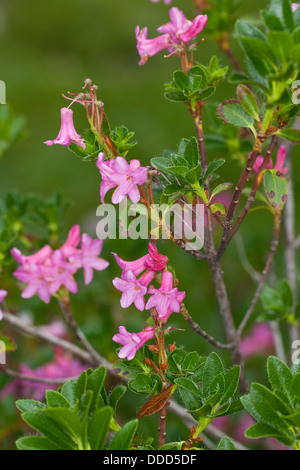 Hairy Alpen Rose, rododendro pubescente Bewimperte Alpenrose, Behaarte Alpenrose, Almrausch, Rhododendron hirsutum Foto Stock