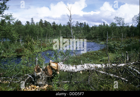 Castoro europeo, Europäischer Biber, Fraßspur vom Biber, Biber hat Baum gefällt und abgenagt, Castor fiber, ricino d'Europa Foto Stock