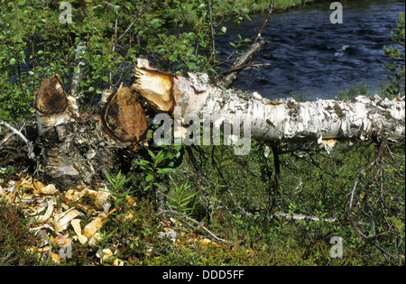 Castoro europeo, Europäischer Biber, Fraßspur vom Biber, Biber hat Baum gefällt und abgenagt, Castor fiber, ricino d'Europa Foto Stock