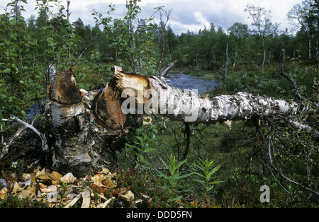 Castoro europeo, Europäischer Biber, Fraßspur vom Biber, Biber hat Baum gefällt und abgenagt, Castor fiber, ricino d'Europa Foto Stock