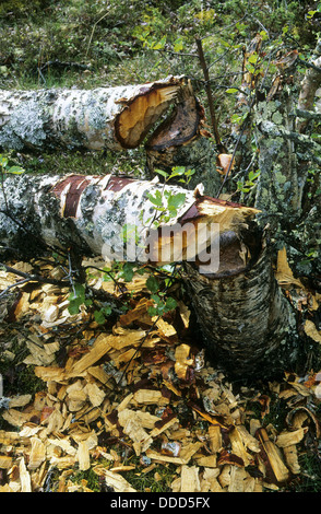 Castoro europeo, Europäischer Biber, Fraßspur vom Biber, Biber hat Baum gefällt und abgenagt, Castor fiber, ricino d'Europa Foto Stock