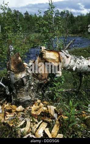 Castoro europeo, Europäischer Biber, Fraßspur vom Biber, Biber hat Baum gefällt und abgenagt, Castor fiber, ricino d'Europa Foto Stock