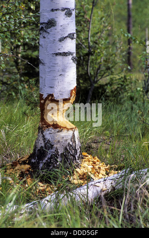 Castoro europeo, Europäischer Biber, Fraßspur vom Biber, Biber hat Baum gefällt und abgenagt, Castor fiber, ricino d'Europa Foto Stock