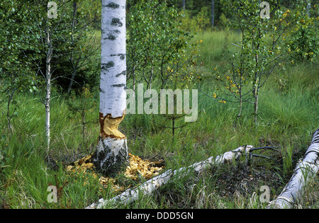 Castoro europeo, Europäischer Biber, Fraßspur vom Biber, Biber hat Baum gefällt und abgenagt, Castor fiber, ricino d'Europa Foto Stock