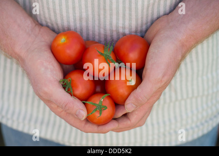 Solanum lycopersicum. Giardiniere azienda pomodori cresciuti in casa Foto Stock